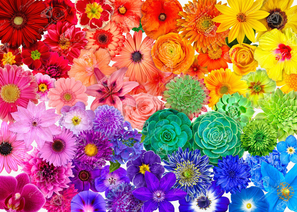 Rainbow Flower Power M9