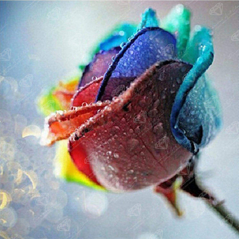 Rainbow Rose E8