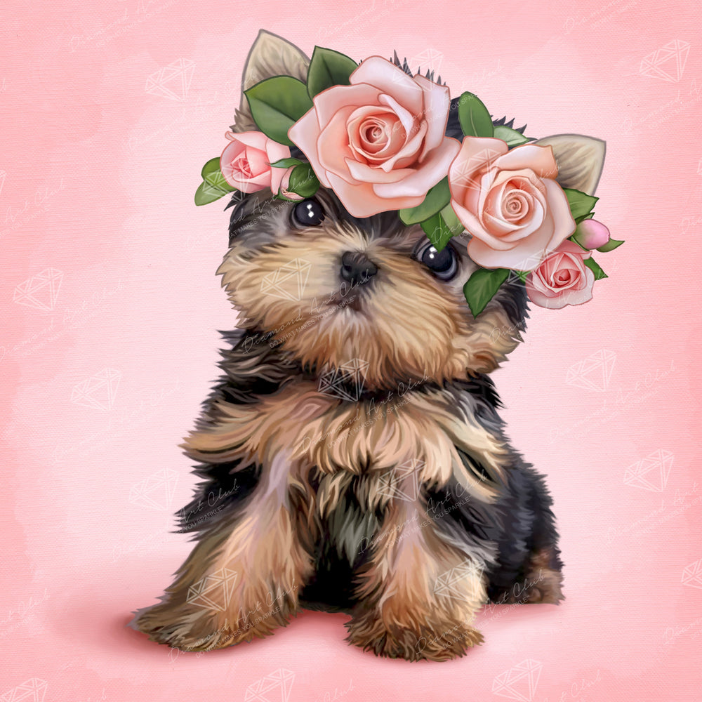 Yorkie & Roses Y7