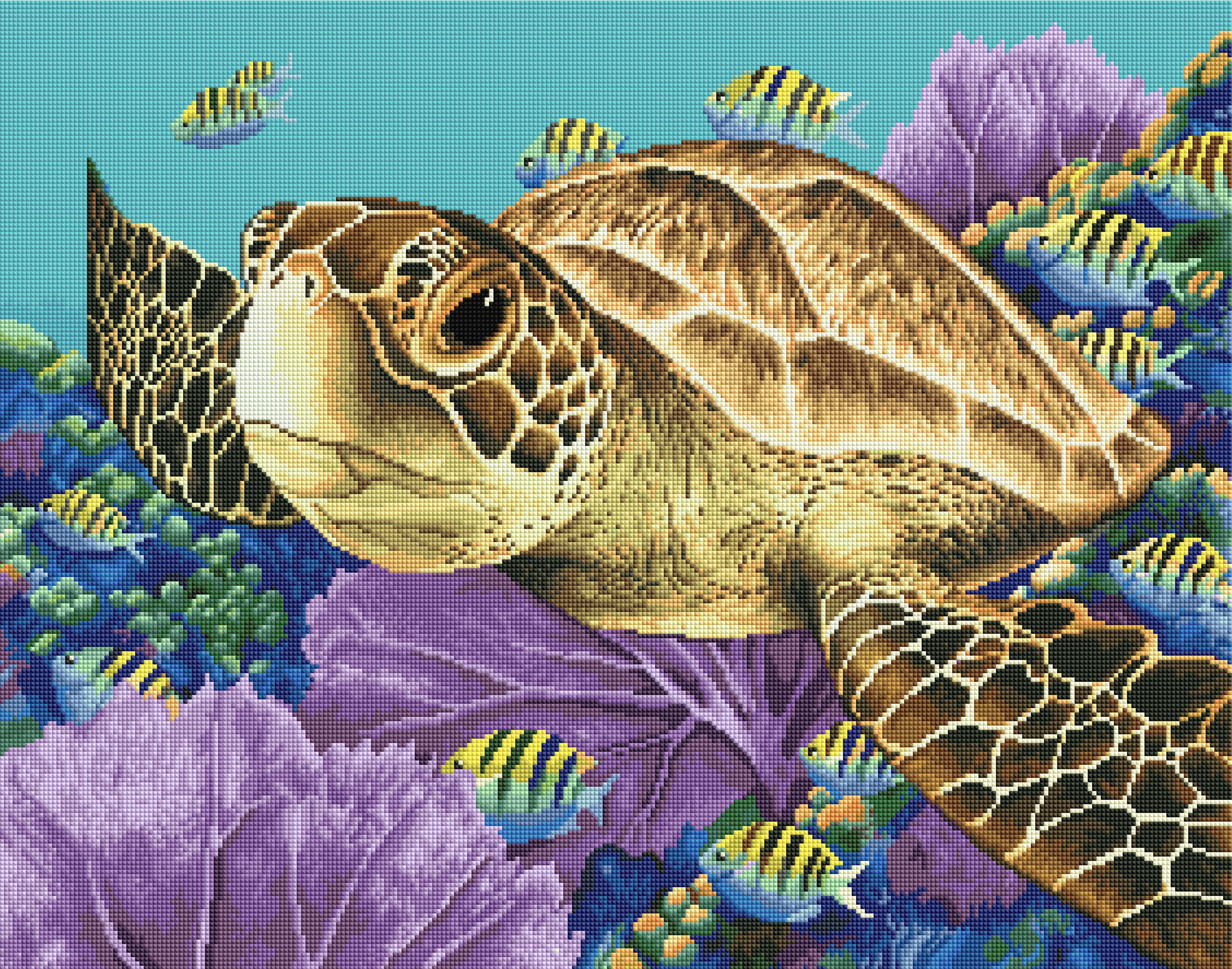 Young Green Sea Turtle