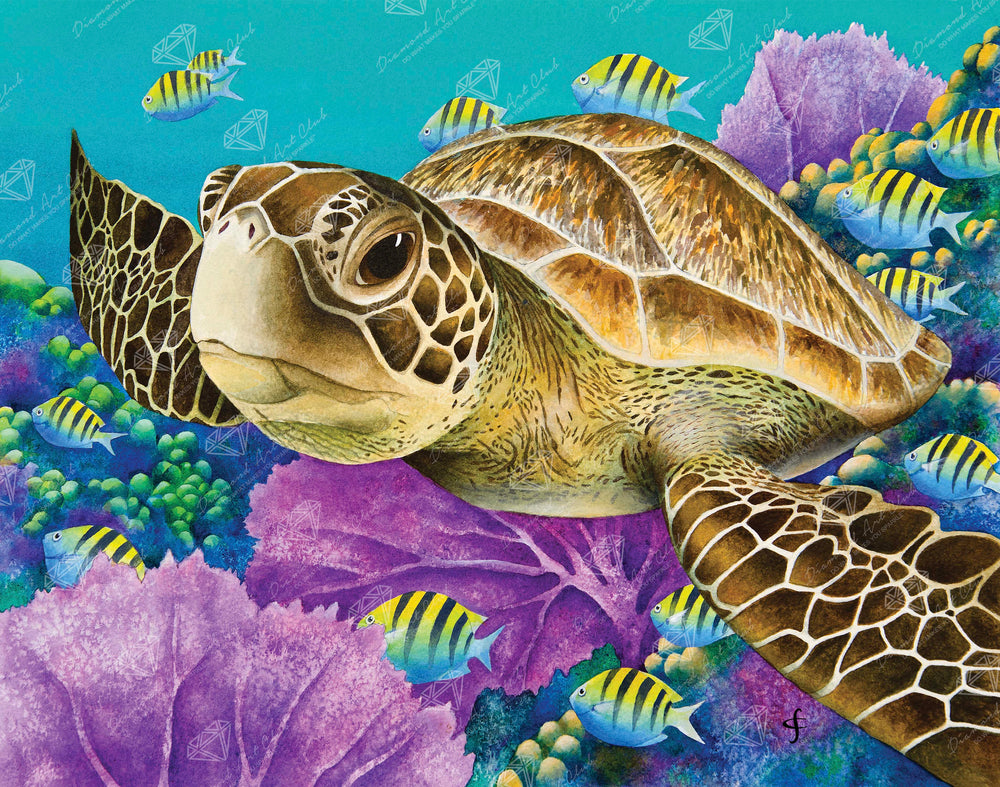 Young Green Sea Turtle B4